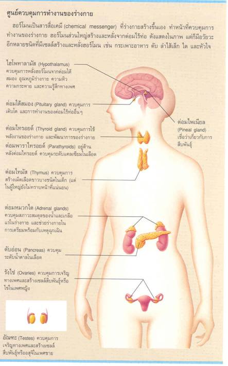 ฮอร์โมนใดที่ช่วยควบคุมการเจริญเติบโตของร่างกาย